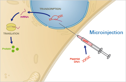 انتقال ژن به روش میکرواینجکشن Microinjection