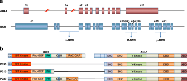 BCR-and-ABL1-gene-structures