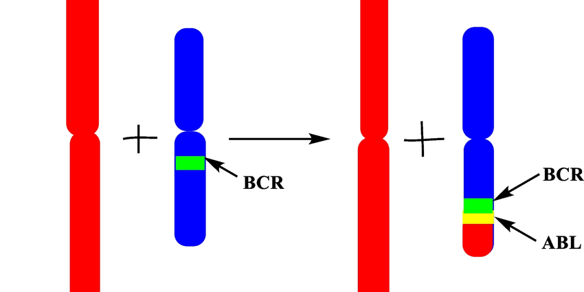کروموزوم فیلادلفیا کروموزوم فیلادلفیا