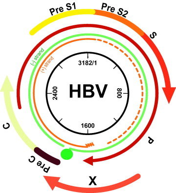 Schematic-representation-of-the-circular-partially-double-stranded-HBV-DNA-genome-Both