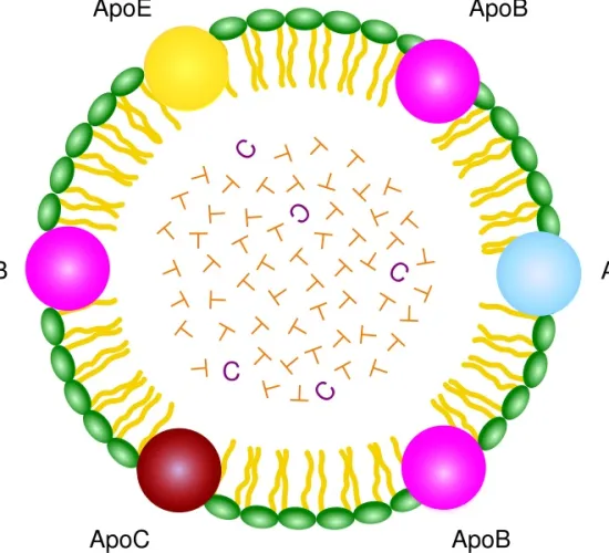 انواع آپولیپوپروتئین‌ها (APO) و نقش‌های آن‌ها
