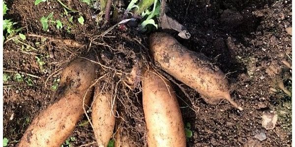 eetbare-tuin-edible-garden-smallanthus-sonchifoliu