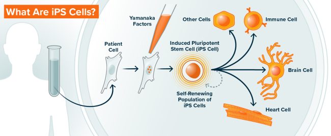 CRISPR IPSCells_MASTER_iPS Cells