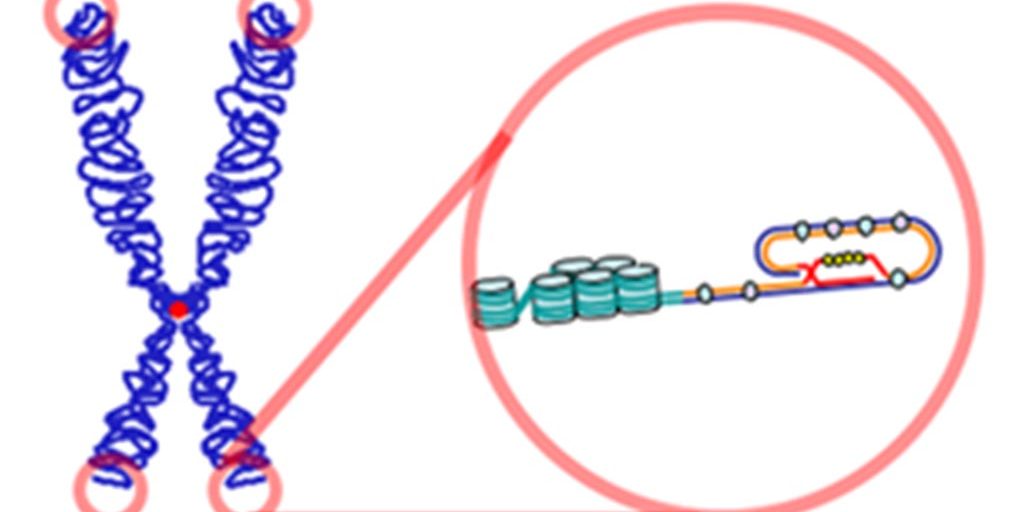 pebabm-telomere-loop
