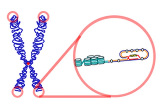 pebabm-telomere-loop