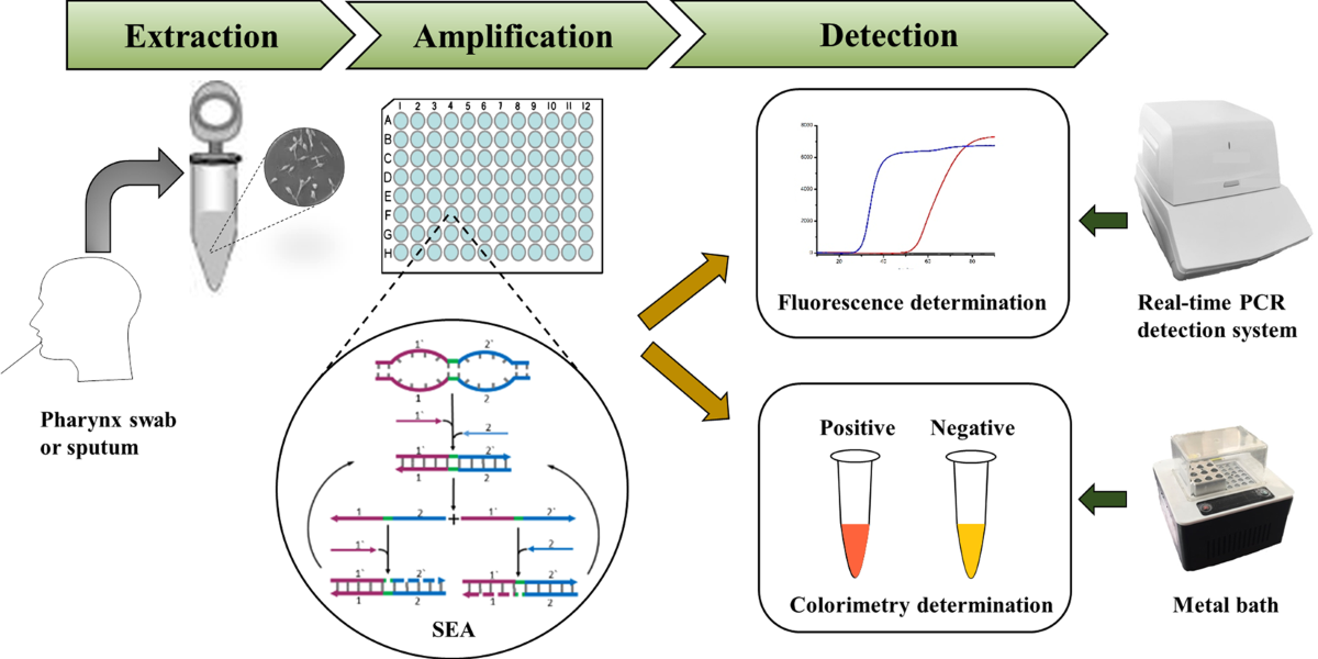 Rapid diagnosis of Mycoplasma pneumonia infection by denaturation … Rapid diagnosis of Mycoplasma pneumonia infection by denaturation ...